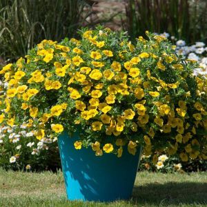 Calibrachoa